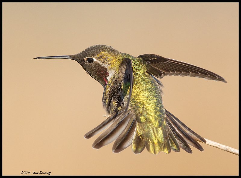 _5SB0339 annas hummingbird.jpg
